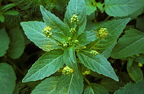 Annual mercury (Mercurialis annua) flowering, an agricultural weed