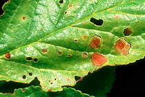 Shot hole (Pseudomonas syringae morsprunorum) a bacterial disease causing lesions and &#39;shot-hole&#39; effect in a plum leaf