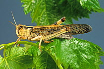 An adult winged migratory locust (Locusta migratoria) agricultural crop pest on a leaf