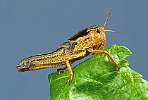 A nymph or hopper of migratory locust (Locusta migratoria) agricultural crop pest on a leaf