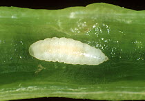 Bladder pod midge (Dasineura brassicae) larva of pest insect in oilseed rape pod