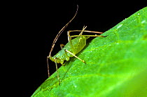Pea aphid (Acyrthosiphon pisum) apterous adult female pest with long antennae on a pea leaf