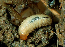 A larva of a pea and bean weevil (Sitona lineatus) a serious soil and root pest of peas and beans