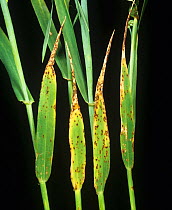 Halo spot (Pseudoseptoria donacis) fungus disease lesions on barley crop leaves