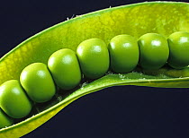 Fresh, plump, even tightly packed green peas in the pod at harvest time, Hampshire, England, UK.