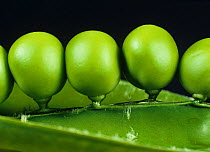 Fresh, plump, tightly packed green peas in the pod at harvest time, Hampshire, England, UK.