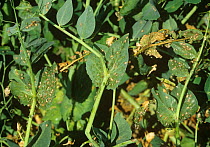 Pea aphid (Acyrthosiphon pisum) a severe aphid infestation on a pea crop but naturally heavily parasitized by Aphidius wasps