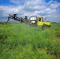 Spraying of oilseed rape crop with a dessicant, glyphosate, to promote even ripening for harvest, Northamptonshire, England, UK. June