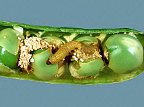 Pea moth (Cydia nigricana) caterpillar with frass and damaged peas in a mature green pea pod