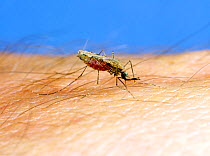 African mosquito (Anopheles gambiae) a malaria transmitting vector insect feeding on blood from a human hand