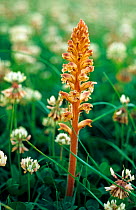 Common broomrape (Orobanche minor) flowering. A parasitic plant on clovers and also members of the daisy family.