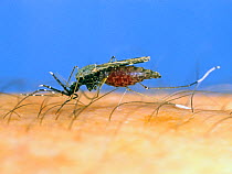 South American mosquito (Anopheles albimanus) a malaria transmitting vector insect feeding on blood from a human hand