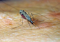 South American mosquito (Anopheles albimanus) a malaria transmitting vector insect feeding on blood from a human hand