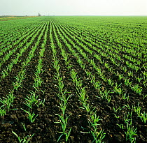 Young seedling barley crop on fenland soil, weed free neat rows of plants, Cambridgeshire Fens, England, UK. November
