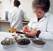 Woman testing cereal seed for viability, germination level and seedling vigour in a quality control laboratory at a agricultural grain merchant