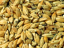 Barley grain weevil (Sitophilus granarius) and severely damaged barley grains from an infested grain store