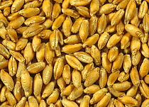 Triticale seed variety Lasko x Triticosecale, a cereal cross beween wheat (Triticum) and Rye (Secale)