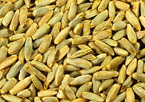 Rye (Secale cereale) grain or seed, variety Animo