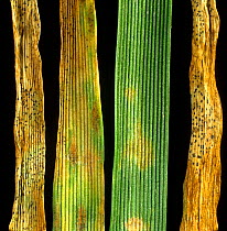 Septoria leaf blotch (Mycosphaerella graminicola) lesions of fungal disease with pycnidia on wheat leaves. England, UK.