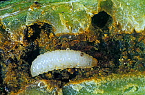 Black winter stem weevil (Ceutorhynchus picitarsis) brassica pest larva in damaged oilseed rape stem