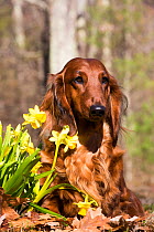Long-haired Dachshund beside spring garden daffodils, Putnam, Connecticut, USA,