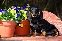 Long-haired dachshund puppy sitting by garden Pansies in pot, Connecticut, USA.