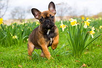 French Bulldog puppy standing amongst garden daffodils, Waterford, Connecticut, USA.