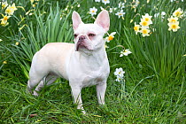 French bulldog standing by daffodils, Connecticut, USA.