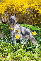 Standard Schnauzer dog among yellow spring flowers, Connectiut, USA.