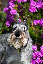 Standard Schnauzer dog surrounded by garden spring flowers, Connecticut, USA.