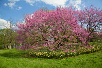 Redbud tree with Daffodils, mid-May, Morton Arboretum, Lisle, Illinois, USA, May.