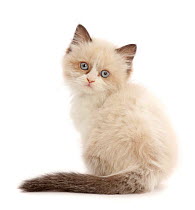 Persian-x-Ragdoll kitten, age 7 weeks, back view, looking over shoulder.