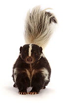 Striped skunk (Mephitis mephitis), captive, occurs in North America.