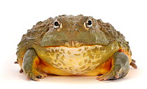 African bullfrog (Pyxicephalus adspersus). Captive, occurs in Africa.