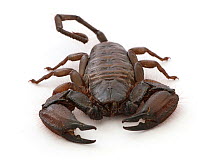 Flat Rock Scorpion (Hadogenes troglodytes), captive occurs in South America.