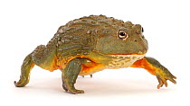 African bullfrog (Pyxicephalus adspersus), walking. Captive, occurs in Africa.