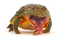 African bullfrog (Pyxicephalus adspersus), taking a mealworm. Occurs in Africa.