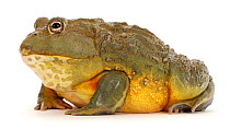 African bullfrog (Pyxicephalus adspersus), occurs in Africa.