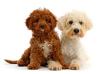 Cream coloured Schnoodle (Miniature Schnauzer x Poodle), age 7 months, and Red Cavapoo puppy, age 3 months, lying down.
