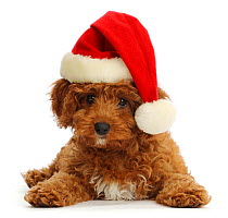 Red Cavapoo puppy wearing a Father Christmas hat.