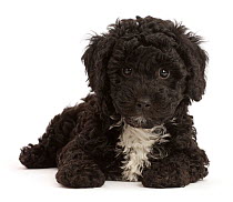 Black Poodle-cross puppy, lying down.
