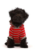 Black Poodle-cross puppy wearing a stripy hoody.
