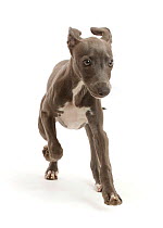 Blue Italian Greyhound puppy, age 4 months, running.