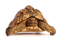 Leopard tortoise (Stigmochelys pardalis). Captive, occurs in Africa.