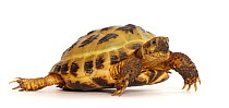 Horsefield or Russian tortoise (Testudo horsfieldii) captive, occurs in Central Asia.
