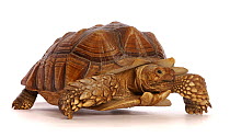 African Spurred or Sulcata Tortoise (Centrochelys sulcata). Captive, occurs in Africa.