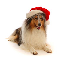 Rough Collie wearing a Father Christmas hat.