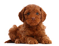 Red Cockapoo puppy, age 6 weeks