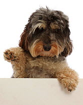 Tricolour Daxie-doodle dog, Dougal, with one paw in the air &#39;waving&#39;
