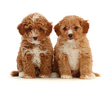 Two red Cavapoo dog puppies, age 8 weeks, sitting.